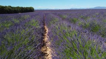 vista aérea del campo de lavanda en valensole, provenza francia. flores moradas florecientes en verano. video