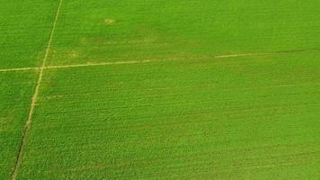 Rice Paddy Agriculture Field in Vercelli Piedmont, Italy video