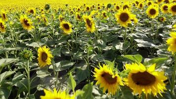 Sunflower Field, or Sun Flowers video
