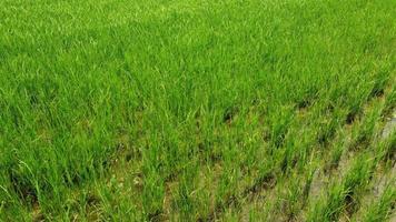 Rice Paddy Agriculture Field in Vercelli Piedmont, Italy video