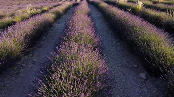 lavendel veld- antenne visie in valensole, provence Frankrijk. bloeiend Purper bloemen Bij zomer. video