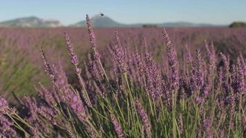 stänga upp på lavendel- lantbruk fält blomning lila blommor på sommar i Valensole video