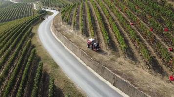 Farmer harvesting vineyard with tractor machinery. Red wine vine grapes harvest agriculture field. video