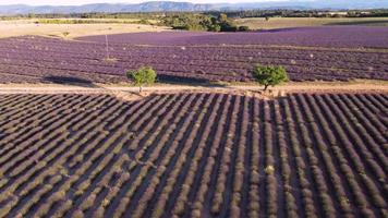 vue aérienne du champ de lavande à valensole, provence france. fleurs violettes épanouies en été. video