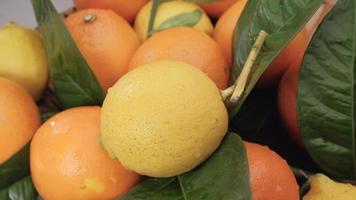 Zitrusfrüchte Zitrone und Orange aus nächster Nähe. bunte gesunde gruppe von gemischten obstlebensmitteln, die sich drehen. video