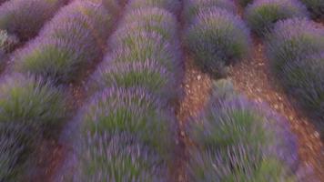 plateau de valensole lavendel veld- in Provence, Frankrijk video