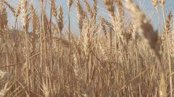 campo de agricultura de trigo dorado video