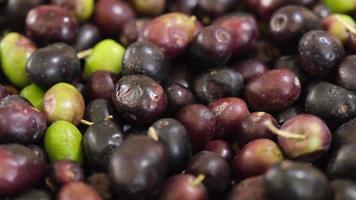 olives biologiques crues après récolte, prêtes pour l'huile extra vierge. tir tournant. ingrédient alimentaire frais et sain méditerranéen. agriculture biologique. video