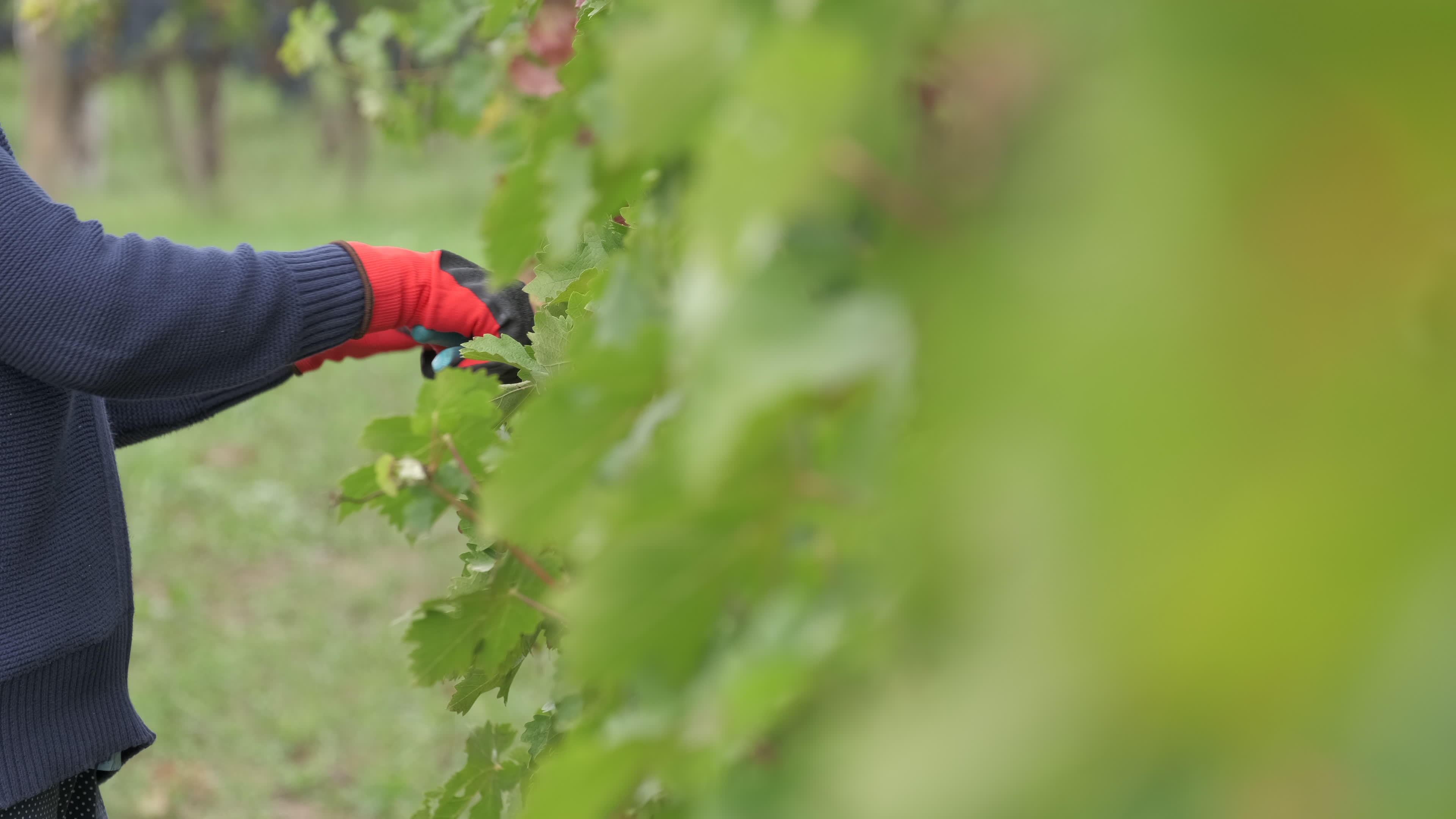 Farmer working pruning vineyard with red grapes vines with shears 16366685 Stock Video at Vecteezy