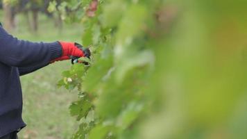 Agriculteur travaillant la taille du vignoble avec des vignes de raisins rouges avec des cisailles video