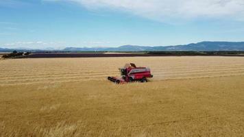 Vista aérea del campo de grano de trigo de trilla de la cosechadora video