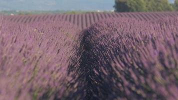 campo de agricultura de lavanda florescendo flores roxas no verão em valensole video