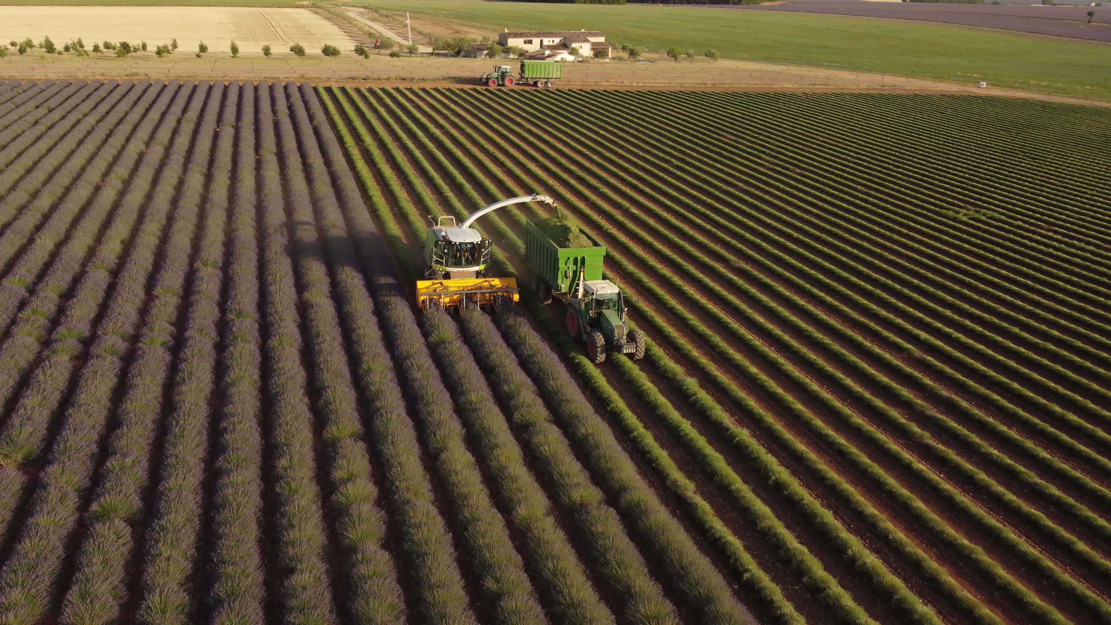 Harvesting Lavender Agriculture Field, Harvester Tractor in Valensole,  Provence. Harvest of blooming flowers. 16366694 Stock Video at Vecteezy