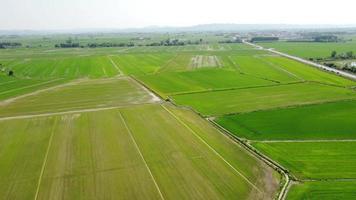 ris irländare lantbruk fält i vercelli Piemonte, Italien video