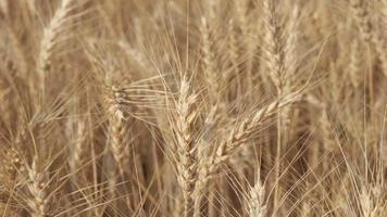 campo de agricultura de trigo dourado video