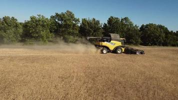 combineren oogstmachine oogsten tarwe graan in ontbijtgranen landbouw veld- landbouw. boer met trekker machinerie dorsen tarwe, oogsten graan veld- antenne visie. biologisch boerderij, oogst, teelt. video