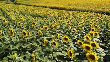 Sunflower Field at Summer video
