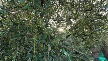 olijf- bomen teelt landbouw in een zonnig dag. olijven klaar voor oogsten. video