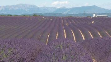 lavendel landbouw veld- bloeiend Purper bloemen Bij zomer in valensole video