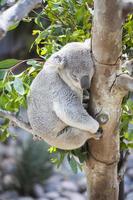 Koala sleeping on the tree photo