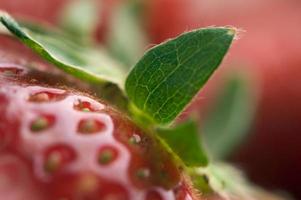 primer plano fresas fruta foto