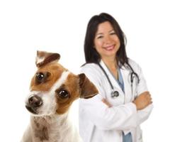 Jack Russell Terrier and Female Veterinarian Behind photo