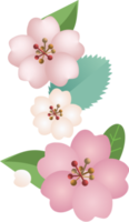 bordure de fleurs de cerisier sakura png