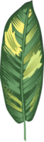 icône de feuilles tropicales png