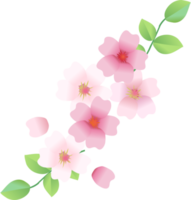 bordure de fleurs de cerisier sakura png