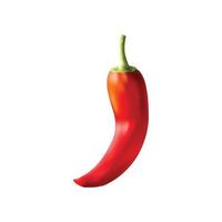 Realistic vector Red chilli pepper isolated on white background.