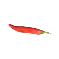 Realistic vector Red chilli pepper isolated on white background.