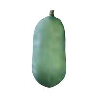 Realistic green papaya. Full editable, isolated on white. vector