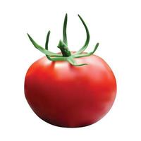 Realistic Vector Tomato isolated on white background.