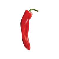 Realistic vector Red chilli pepper isolated on white background.