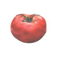 diseño de vector de tomate maduro realista