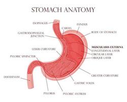 Human stomach inside visualization vector