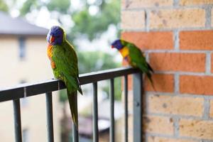 Parrots on fence in Sydney photo