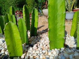 cactus en un pequeño jardín alrededor de la casa foto