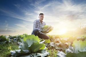 Young farmer harvesting cabbage hand holding green cabbage fresh cabbage from the farm view of green cabbage plant photo