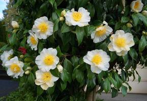 Camellia Japonica Kamo. Honnami flower in the morning sun close up. photo