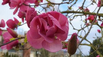 felix jurado magnolia árbol en flor. hermosas flores gigantes de magnolia contra la casa y el fondo del cielo azul de cerca. foto