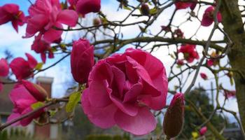 felix jurado magnolia árbol en flor. hermosas flores gigantes de magnolia contra la casa y el fondo del cielo azul de cerca. foto