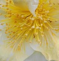 Camellia Japonica Kamo. Honnami flower in the morning sun close up. photo