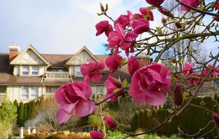 Felix Jury Magnolia flowering tree. Beautiful magnolia giant flowers against house and blue sky background close up. photo