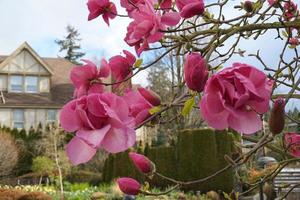 Felix Jury Magnolia flowering tree. Beautiful magnolia giant flowers against house and blue sky background close up. photo