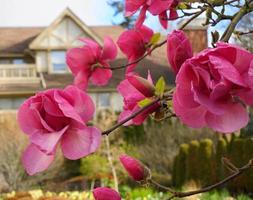 felix jurado magnolia árbol en flor. hermosas flores gigantes de magnolia contra la casa y el fondo del cielo azul de cerca. foto