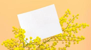 maqueta de vacaciones de primavera o tarjeta de felicitación - sábana blanca vacía, rama de mimosa amarilla sobre fondo de coral. foto