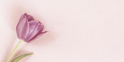 One pink tulip on pastel neutral background. Minimal retro toned spring festive floral banner. photo