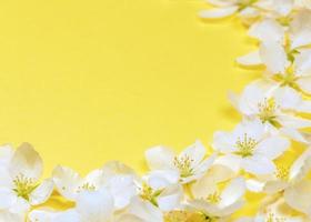 Spring trendy yellow Illumination background white apple tree flowers frame and copy space. Closeup. Soft Focus. photo