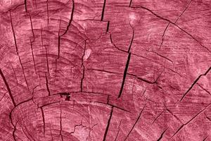 Natural weathered wooden texture with radial cracks toning in color 2023 Viva Magenta. photo